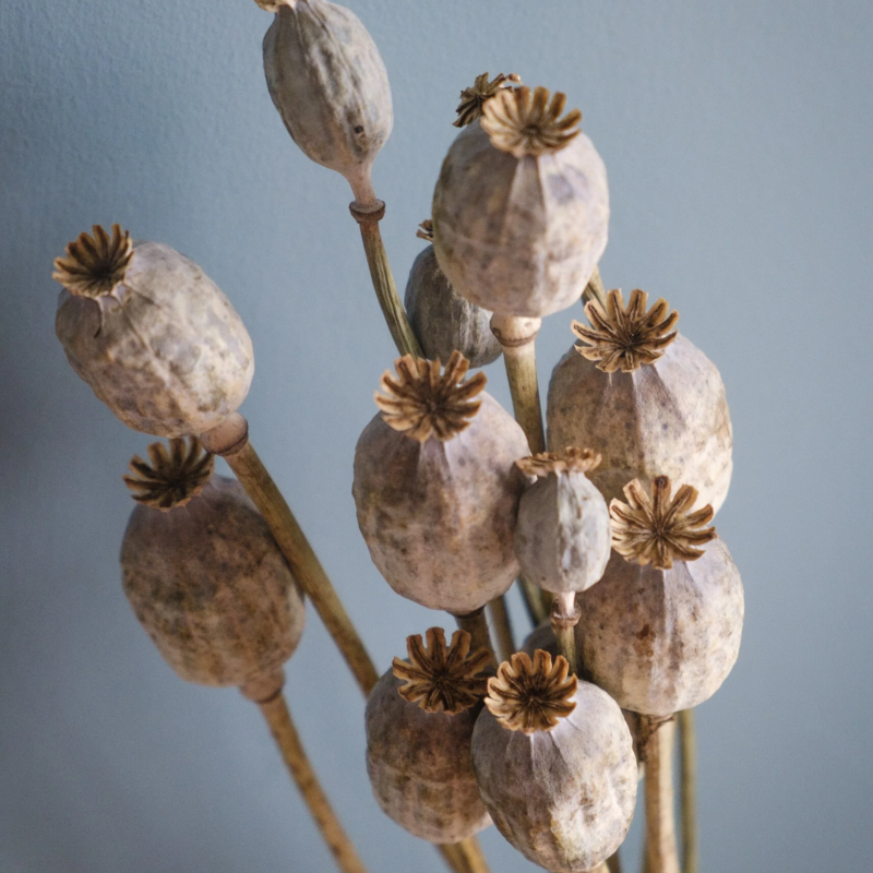 Dried Poppy Pods - Florabundance Wholesale Flowers